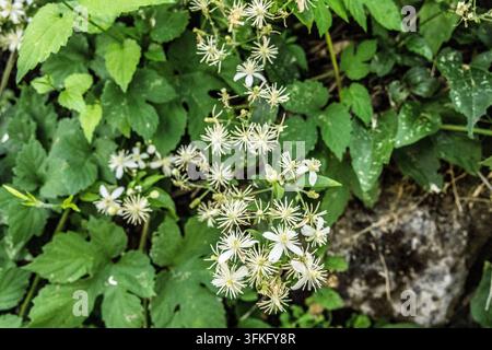 Cluster of delicate white clematis, Old man's beard, flowers blooms amongst lush green foliage, Rajacke pivnice, Serbia Stock Photo