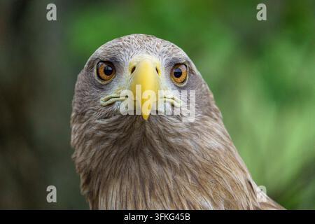 A detailed horizontal close up portrait of an adult White-tailed Eagle (Haliaeetus albicilla) looking directly forward into the camera lens against a Stock Photo