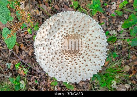Parasol mushroom (Macrolepiota procera) top view of mature fruiting body showing flat cap with smooth umbo and dark flakes in autumn / fall Stock Photo