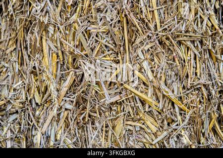 Close-up of natural straw or hay texture background, agricultural crop pattern surface, Central Europe Stock Photo