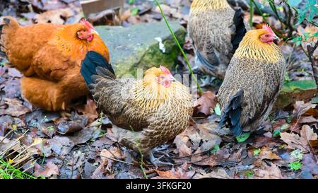 Group of colorful hens searching for food on the ground covered with dry leaves, countryside yard, domestic animals. Stock Photo