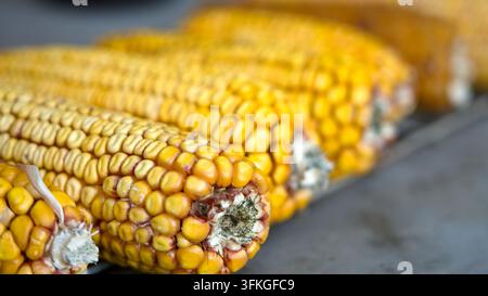 Close-up of dried yellow corn cobs showing textured kernels and details, Stock Photo