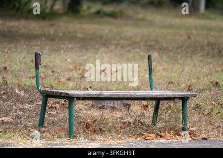 A lonely, damaged park bench with missing backrest slats stands in an overgrown, dry grassy field scattered with autumn leaves. Stock Photo