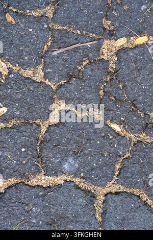 A detailed close-up shot of heavily cracked and broken black asphalt pavement scattered with dry autumn leaves, twigs, and debris. Stock Photo
