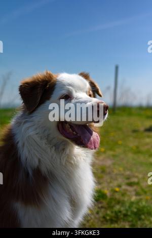 Happy border collie dog with tongue out outdoors in nature during sunny day, pet portrait. Stock Photo