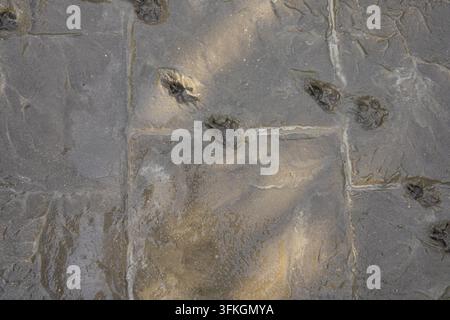 Animal Paw Prints Pressed into a Wet Concrete Garden Path with a Stone Pattern Stock Photo