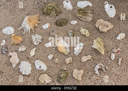 Collection of various seashells, coral fragments and sea fossils scattered on sandy beach sand in Marsa Alam, Egypt. Stock Photo