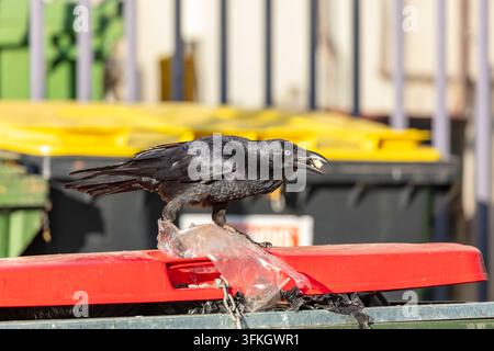 Photograph of an Australian Raven black bird eating while standing on the lid of a large rubbish bin in a carpark in the Western Sydney town of Penrit Stock Photo