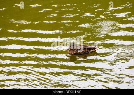 Single mallard duck floats smoothly on rippling green lake water with concentric surface waves spreading outward on a quiet daylight afternoon. Mottle Stock Photo