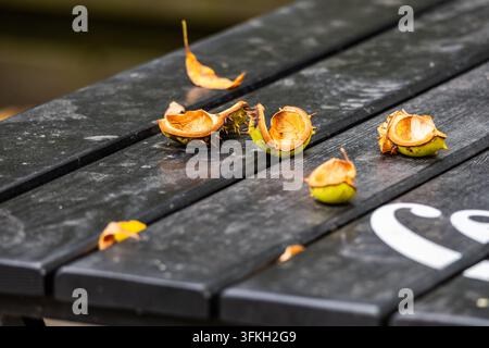 Fallen spiky chestnut hulls rest scattered on a dark wooden table in an outdoor park setting during autumn. Stock Photo