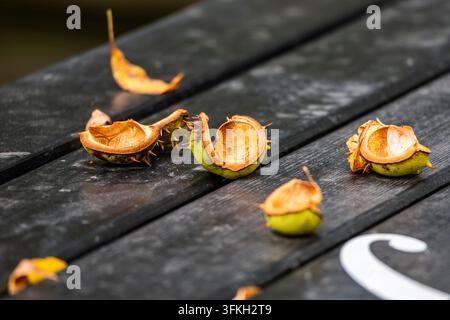 Empty horse chestnut hulls lie scattered on a dark wooden surface in an outdoor setting during early autumn. A dry fallen leaf rests nearby in the bac Stock Photo