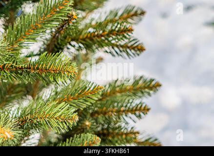 Close-up pine branch with vibrant green needles, natural slightly glossy surface, shallow depth of field blurring background, soft out-of-focus sky, r Stock Photo