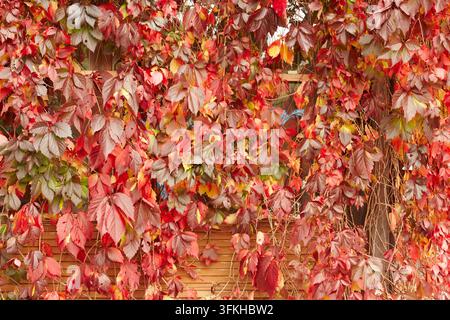 Virginia creeper displays dense red, orange, and green autumn leaves across a wooden wall, with tangled stems and layered foliage creating seasonal te Stock Photo