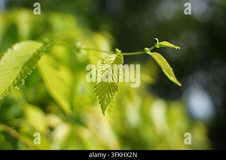 Close-up of sunlight filtering through the veins of fresh green elm leaves Stock Photo