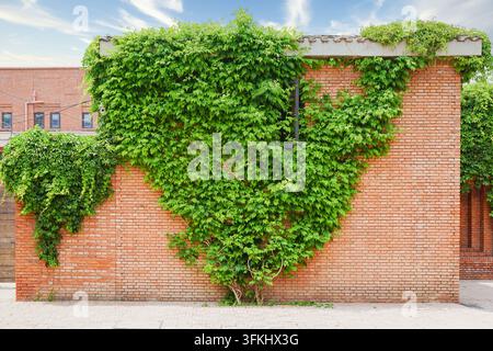 Red brick walls of Beijing Red Brick Art Museum covered with lush green ivy against blue sky Stock Photo