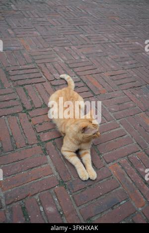 Top-down shot of an orange cat stretching lazily while lying on brick pavement Stock Photo