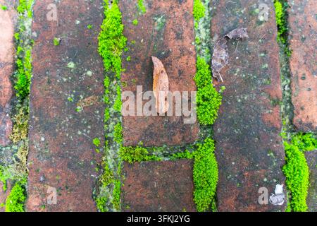 Close-up of a dry fallen leaf on moss growing in the gaps of a red brick wall Stock Photo