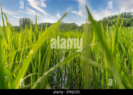 Low angle shot of aquatic plants against blue sky and white clouds Stock Photo