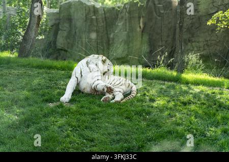 White tiger lying on grass, licking its hind leg while looking back Stock Photo