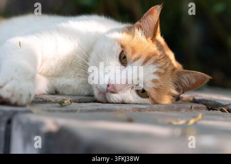 Ginger and white cat resting in profile on a grey brick wall Stock Photo