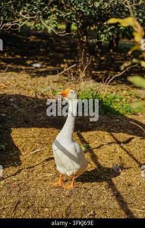 White goose turning head and looking around in an orchard Stock Photo