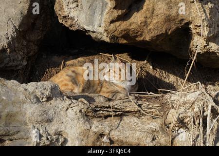 Calico stray cat in profile looking aside inside a stone cave Stock Photo
