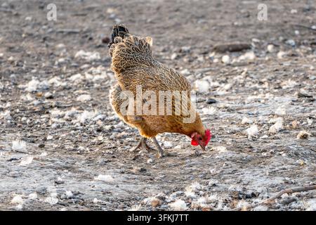 High-resolution photograph of free-range native chickens foraging Stock Photo