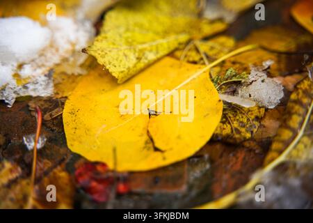 Close-up of yellow autumn leaves on slushy puddled pavement in late autumn Stock Photo