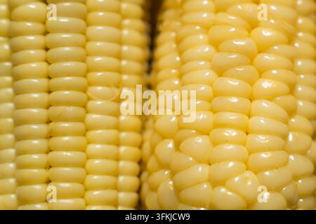 Macro close-up of cooked yellow corn kernels Stock Photo
