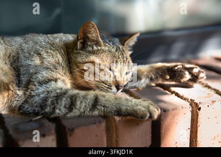 A tabby cat sleeping peacefully on a red brick windowsill Stock Photo