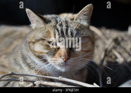 Close-up portrait of a stray calico cat with half-closed green eyes, facing camera directly Stock Photo