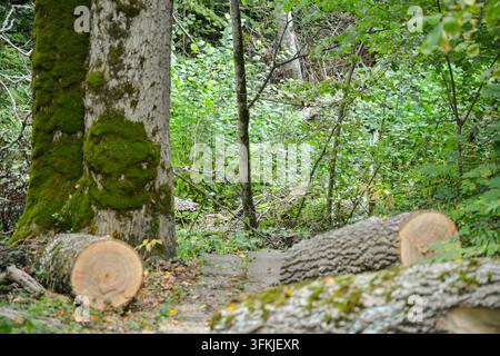 A forest trail surrounded by lush green woodland and moss-covered trees, with freshly felled trunks and logs creating a natural scene of forestry acti Stock Photo