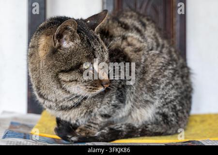 A tabby cat curled up on a chair, looking to the side Stock Photo