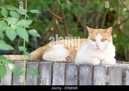 Orange and white cat lounging lazily on a gray brick wall Stock Photo
