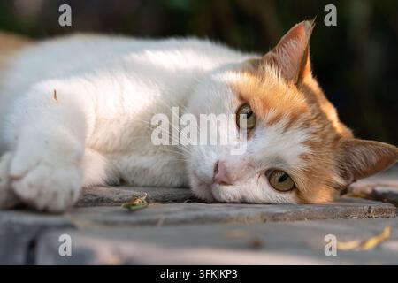 Orange and white cat lounging on a gray brick wall, looking lazily around Stock Photo
