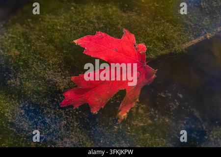 A single bright red maple leaf floating on the water surface Stock Photo