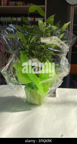 Potted ficus plant receiving a thoughtful presentation, wrapped in clear cellophane and vibrant green tissue paper, making a perfect gift for special Stock Photo