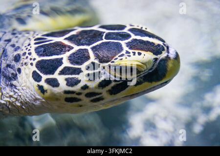 Close-up of hawksbill sea turtle's yellow beak and head Stock Photo