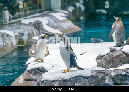 Two penguins standing on an ice rock facing each other in the penguin house Stock Photo