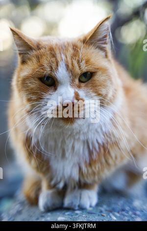 Orange cat on low wall looking directly at camera Stock Photo