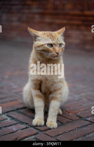 Orange stray cat sitting and looking sideways at the bottom of a red brick wall Stock Photo