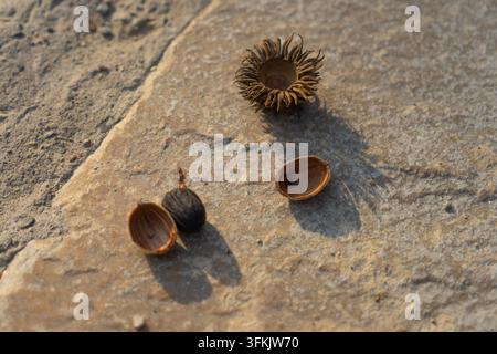 Still life of acorn caps scattered on a stone slab Stock Photo