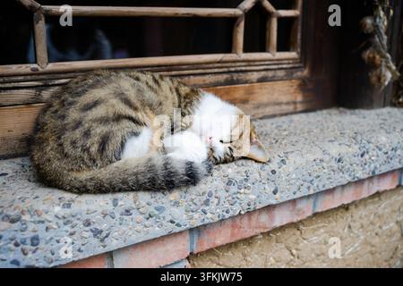 A Chinese tabby cat curled up and sleeping on the stone windowsill of an old house Stock Photo