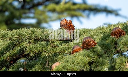 Close-up of mature pine cones on cedar tree in clear sunny weather outdoors Stock Photo