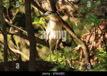 Nankeen Night Heron (Nycticorax caledonicus) photographed in Northern Territories, Australia Stock Photo