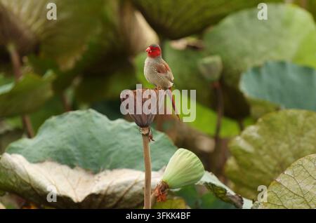 Crimson Finch (Neochmia phaeton) photographed in Northern Territories, Australia Stock Photo