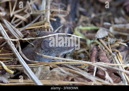 Bank vole emerging from grass and leaves on a river bank, England, UK Stock Photo