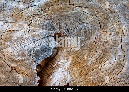 Close Up of Cracked Tree Rings and Wood Grain. Close-up of a cut tree stump showing detailed growth rings, natural wood grain and deep weathered Stock Photo