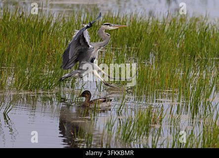 Grey Heron (Ardea cinerea) Norfolk September 2026 Robin Chittenden Stock Photo