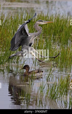 Grey Heron (Ardea cinerea) Norfolk September 2026 Robin Chittenden Stock Photo